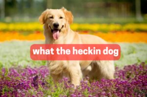 what the heckin dog